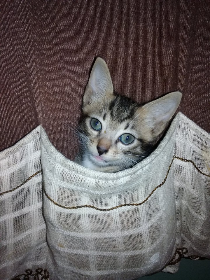 kitten on the pocket