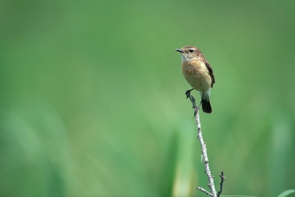 little bird