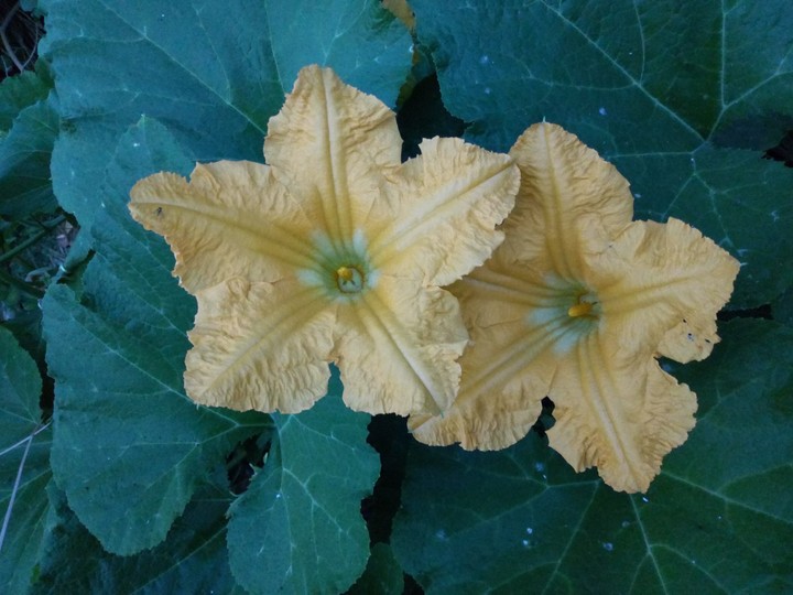 pumpkin flowers