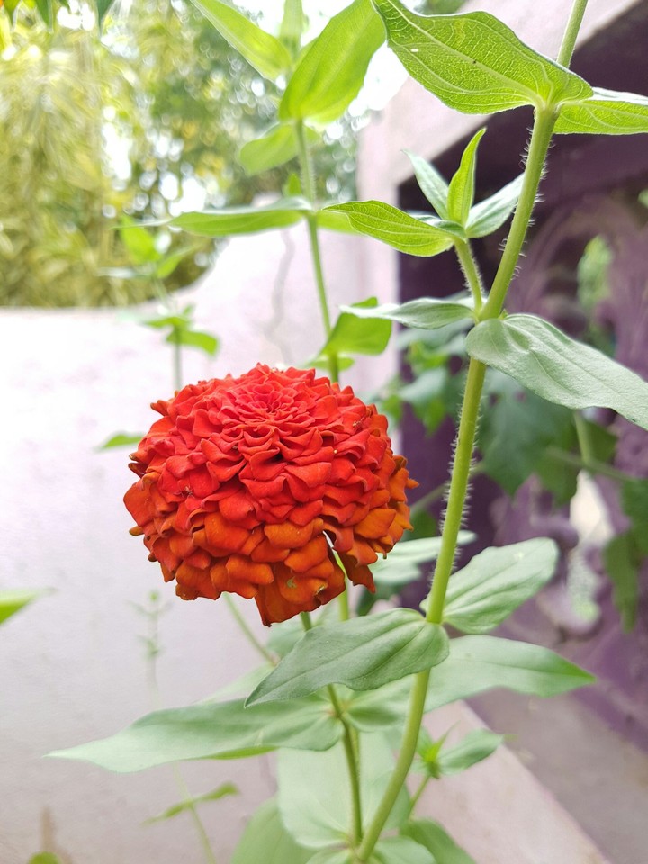 sweet indian flower
