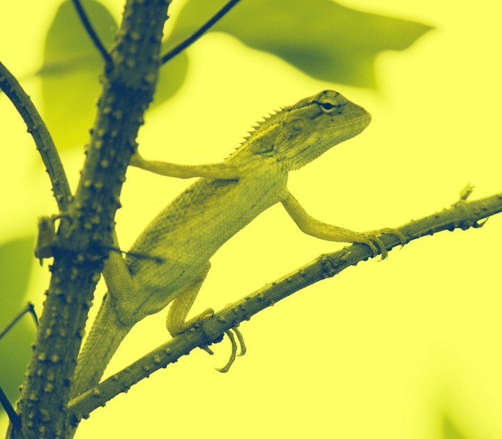 Mr lizard