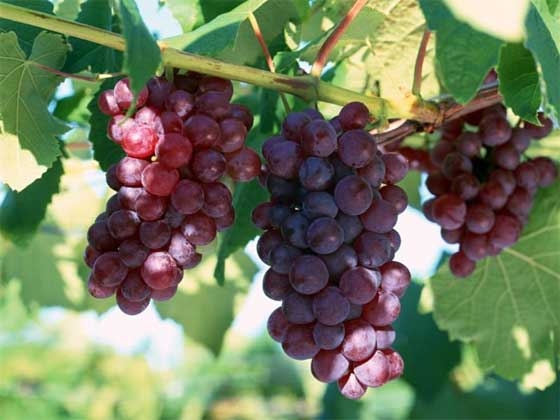 testy grapes