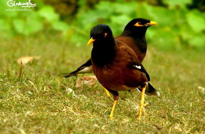 lucky birds