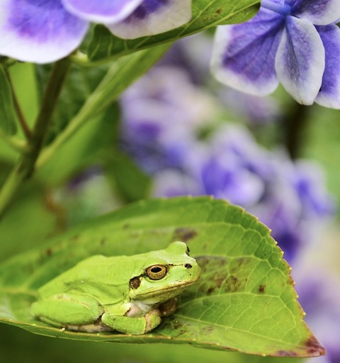 reptile, green háttérképek