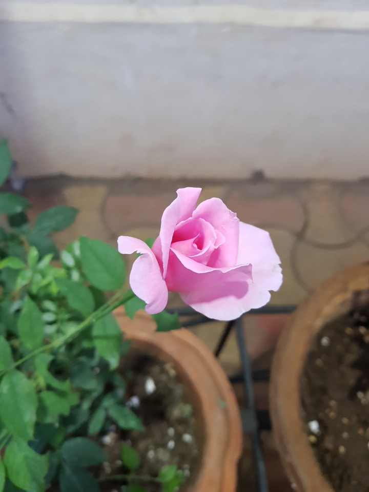 Pink rose.