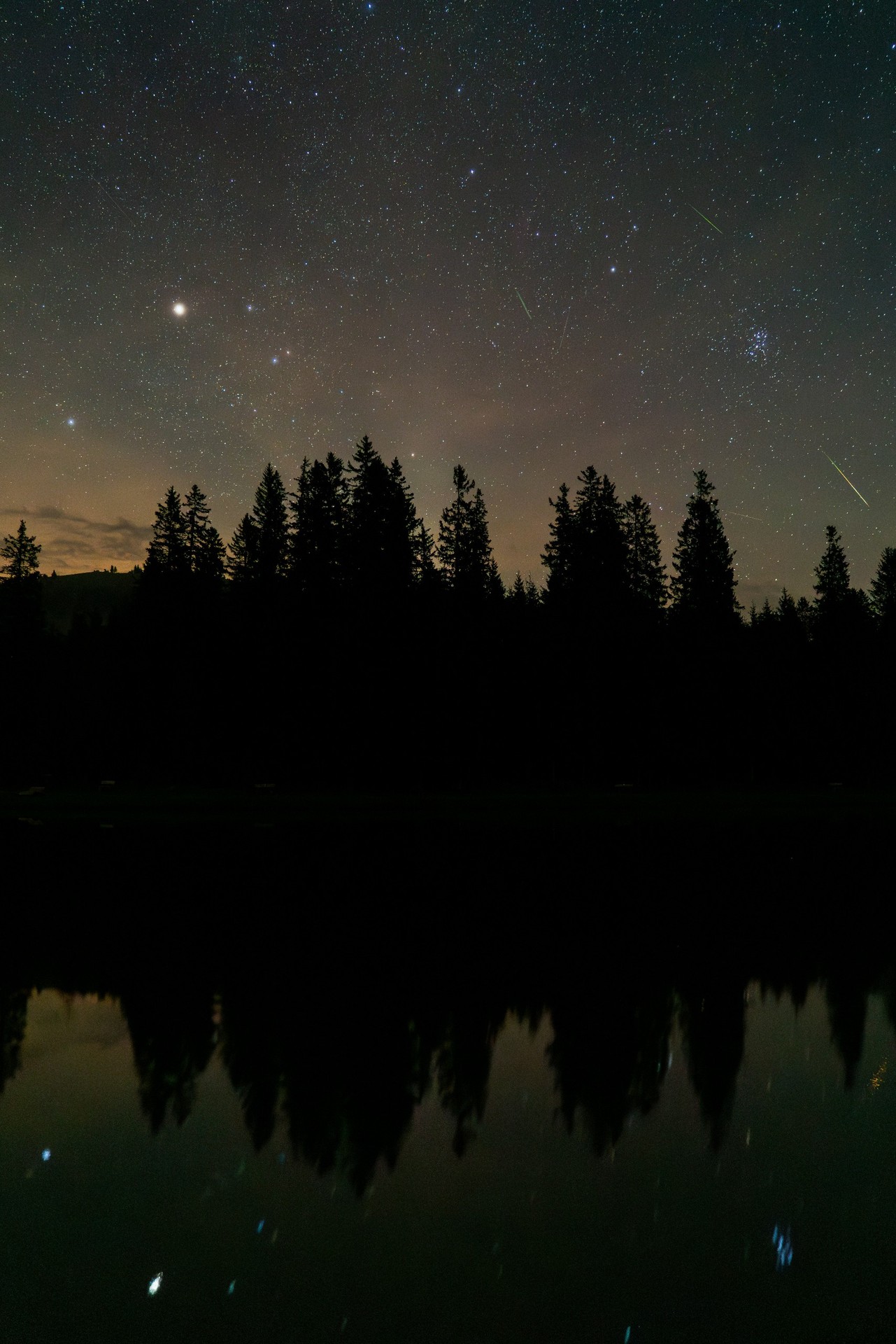 tapety star, forest