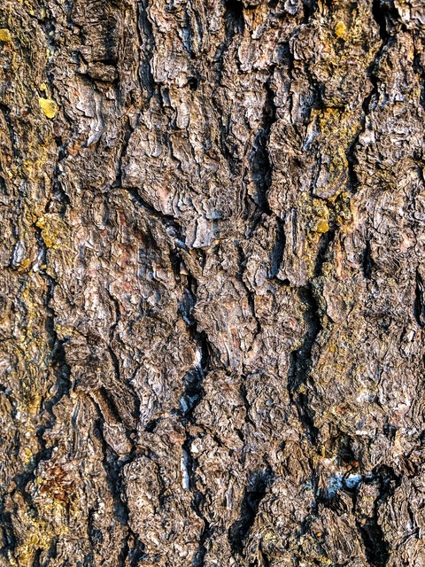 pattern, trunk वॉलपेपर
