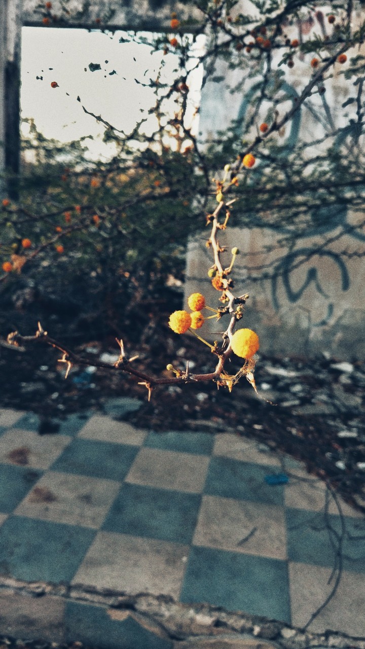 flowers