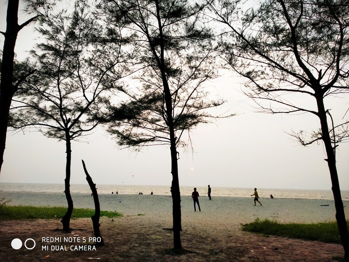 Trees on beach sidee