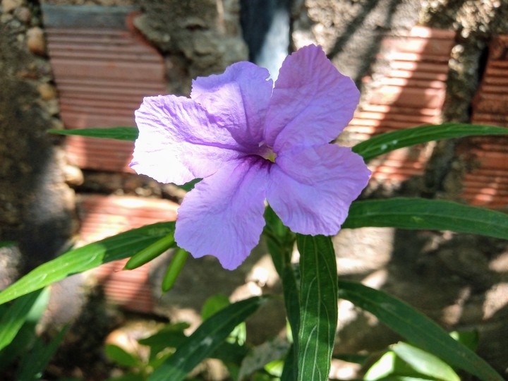 Flor roxo