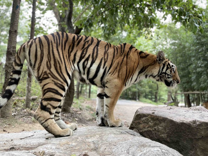 tiger