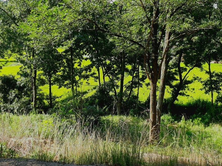 trees