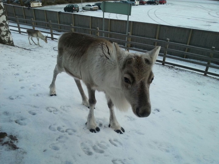 reindeer