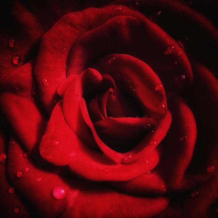 Love Rose