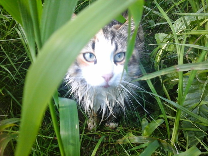 Wet cat