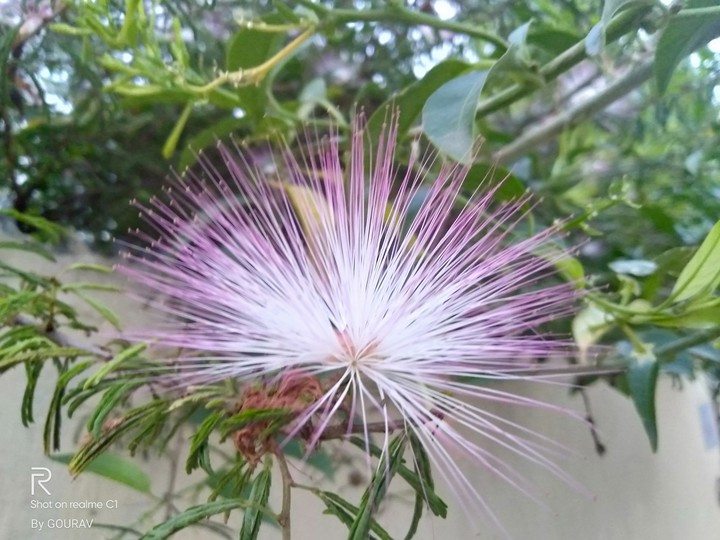 flower