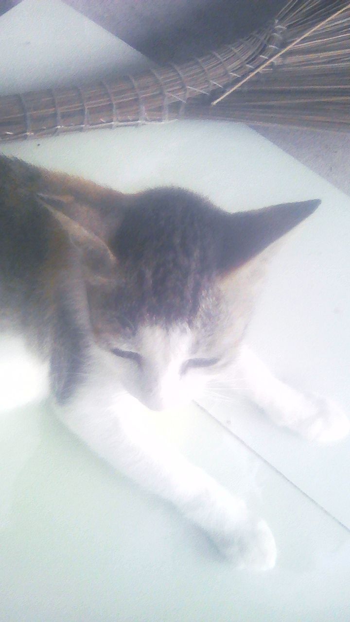 meow