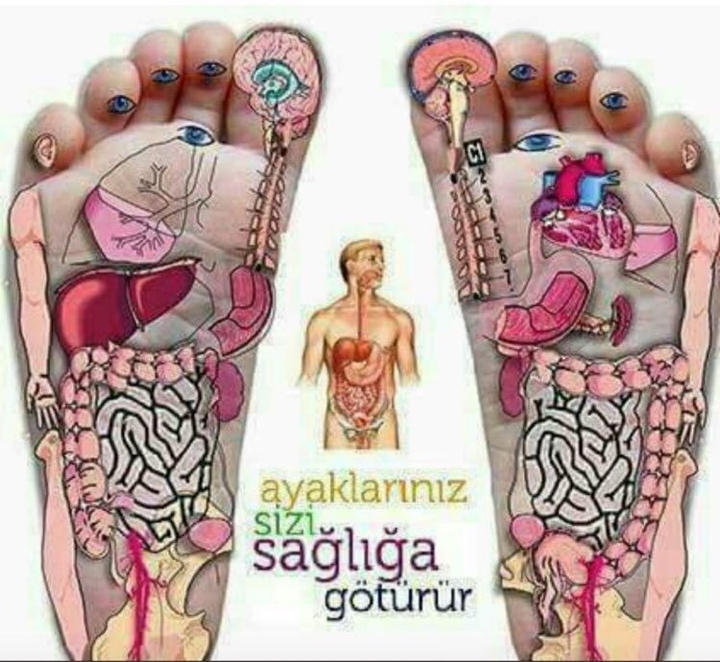 human organisms