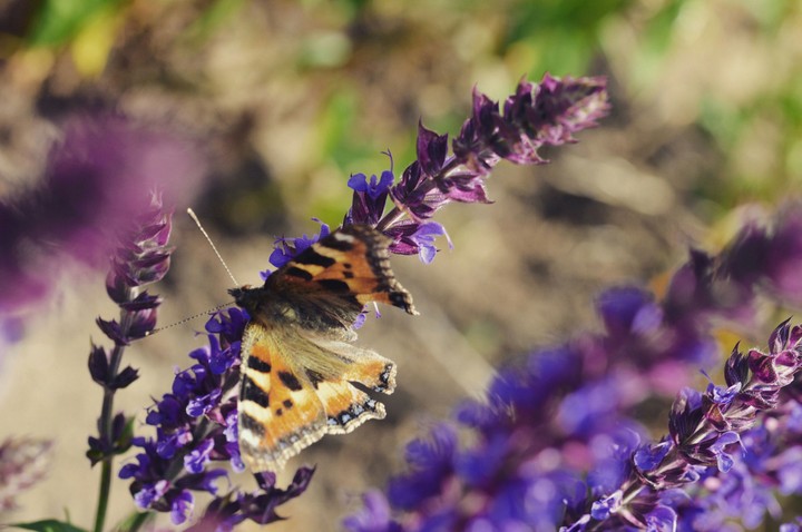 Butterfly