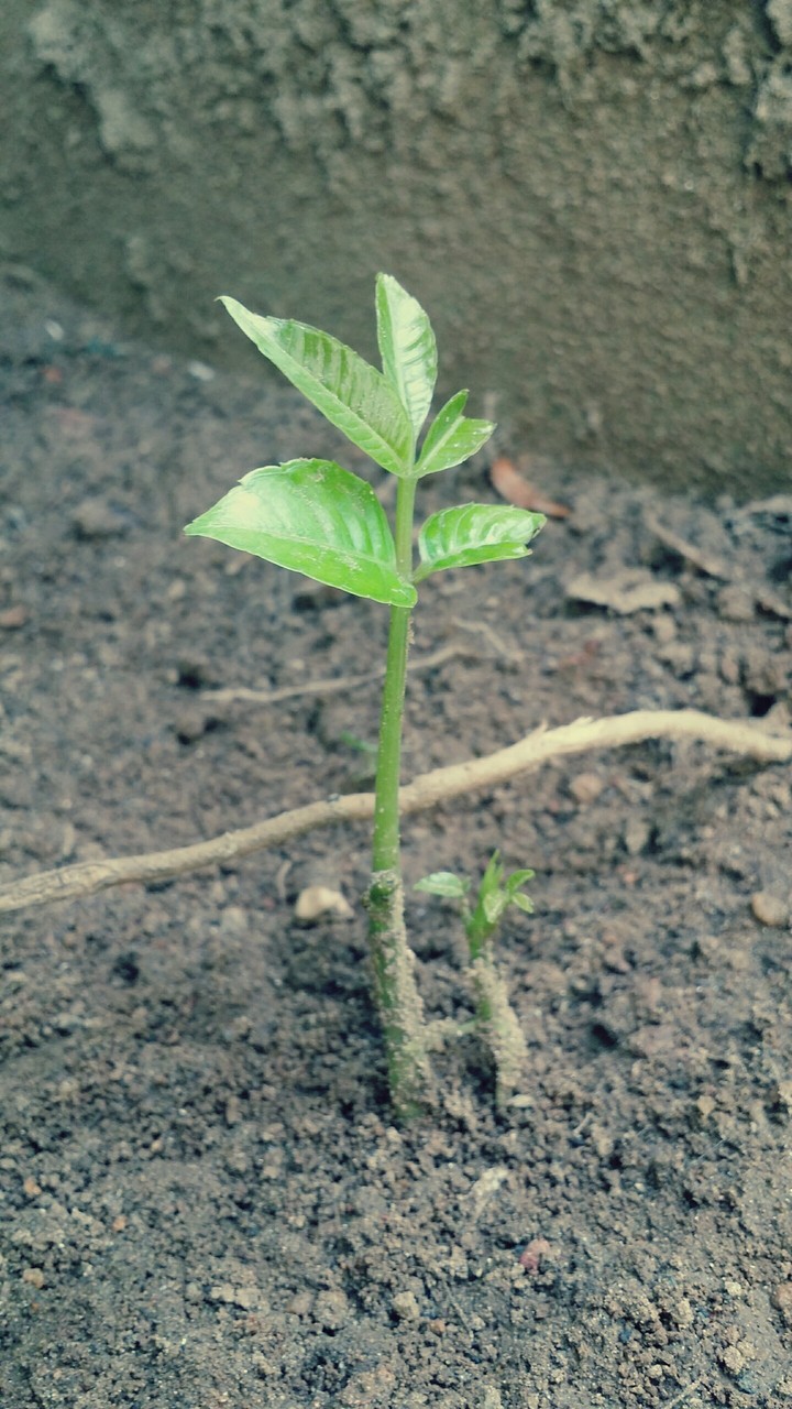 Seedling