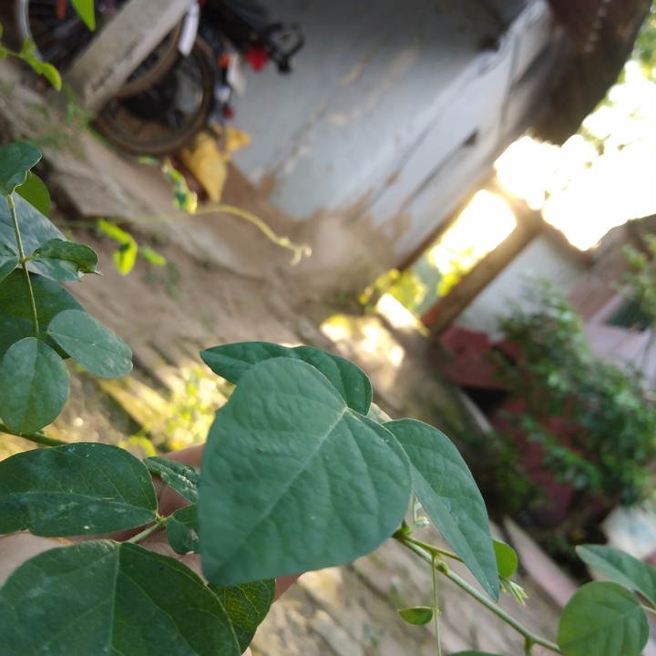 nature's beauty