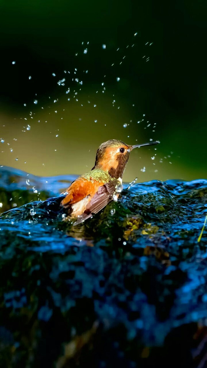 Very Beautiful Bird