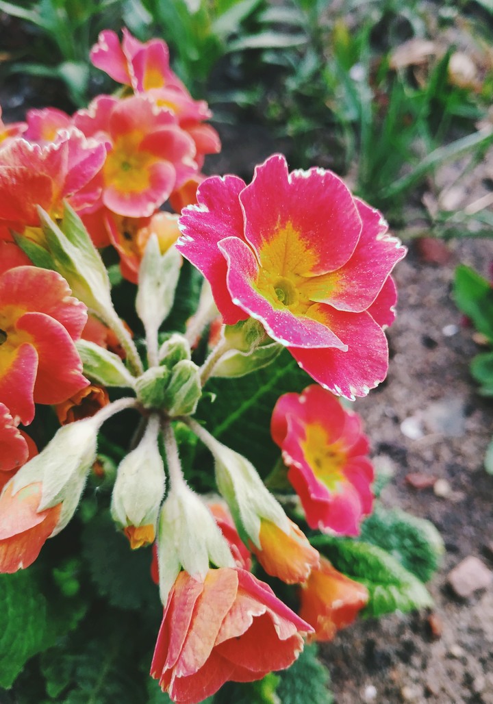 FLOWER