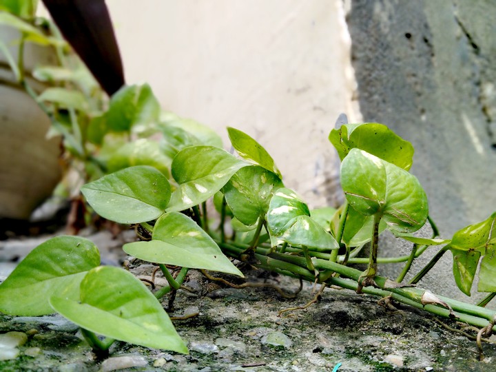 plant