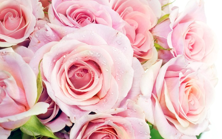 Bouquet of Roses