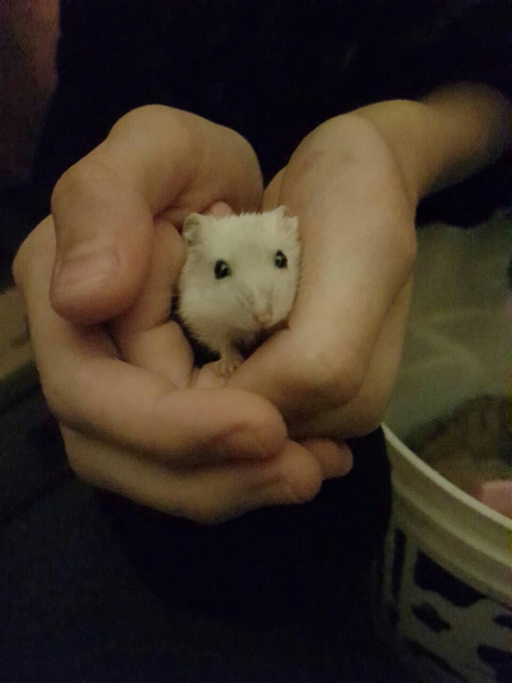 hamster mini