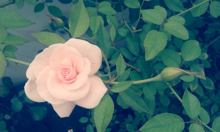 nature love