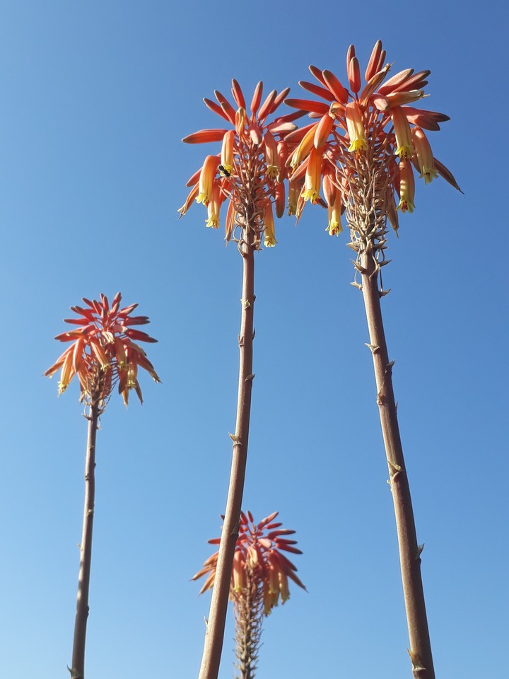 sky