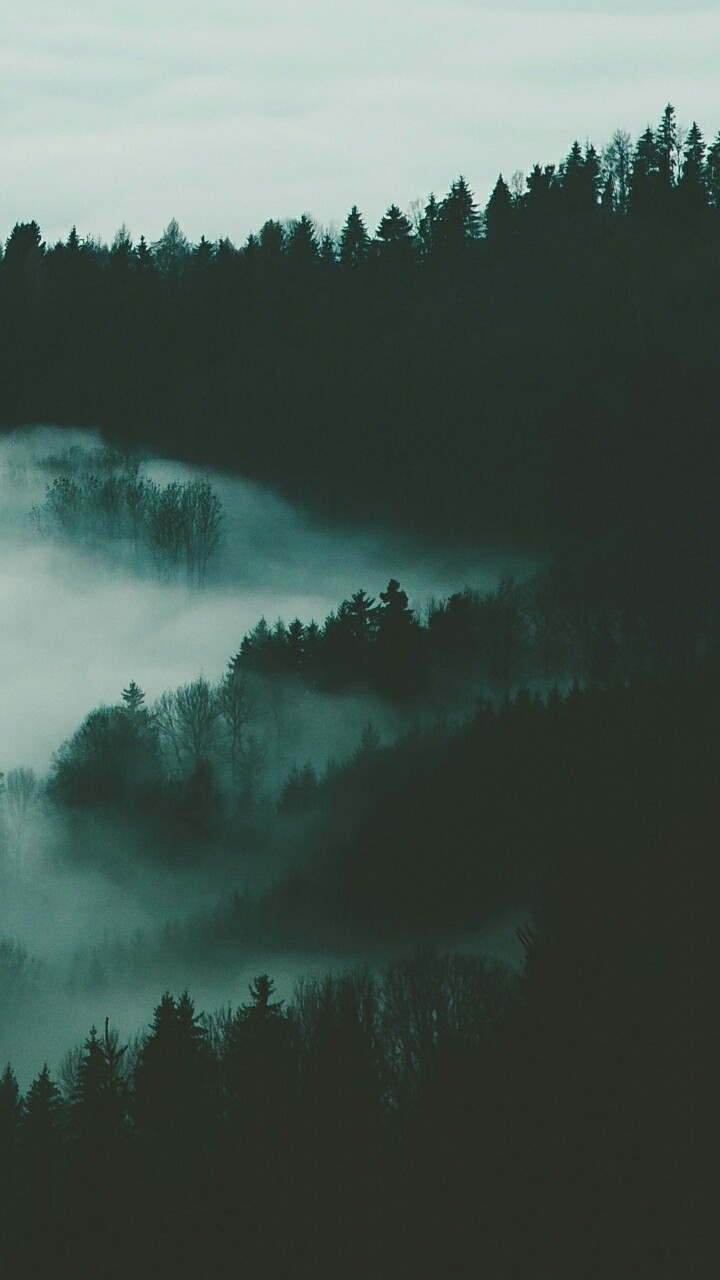 forest