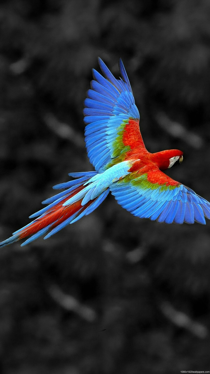 Rainbow colour bird