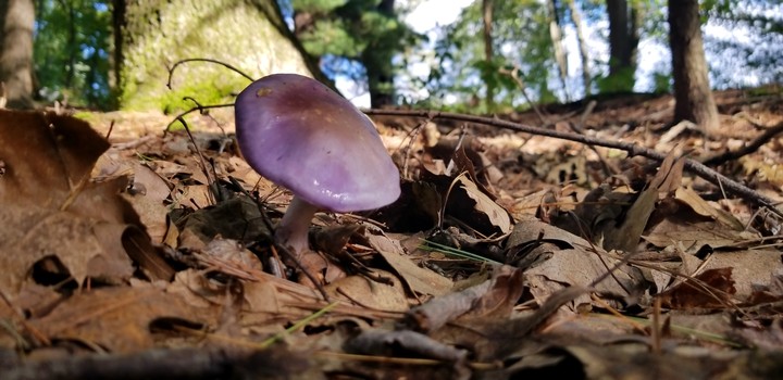 purple mushroom