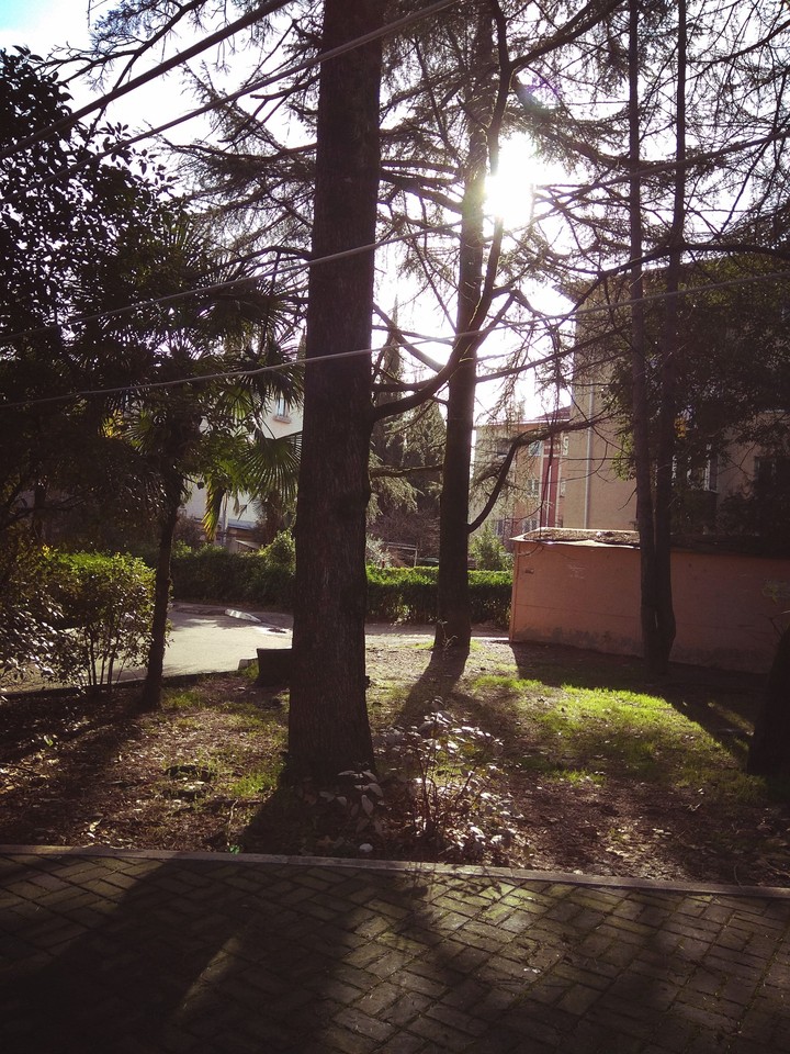 Yard