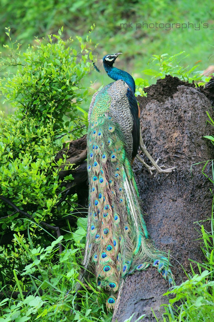 peacock