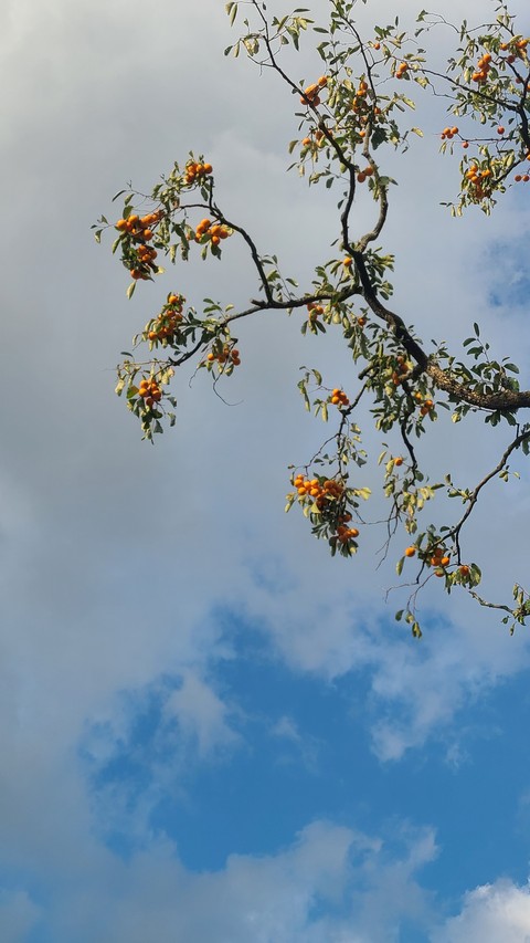 sfondi branch, leaf
