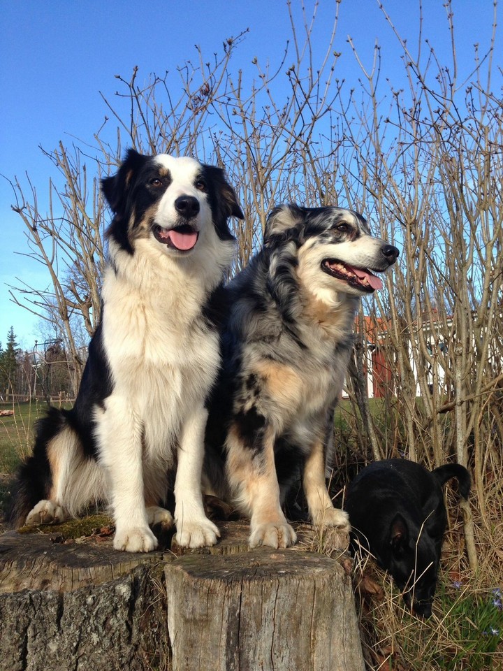 The Border Collie Because There Is No Better Dog