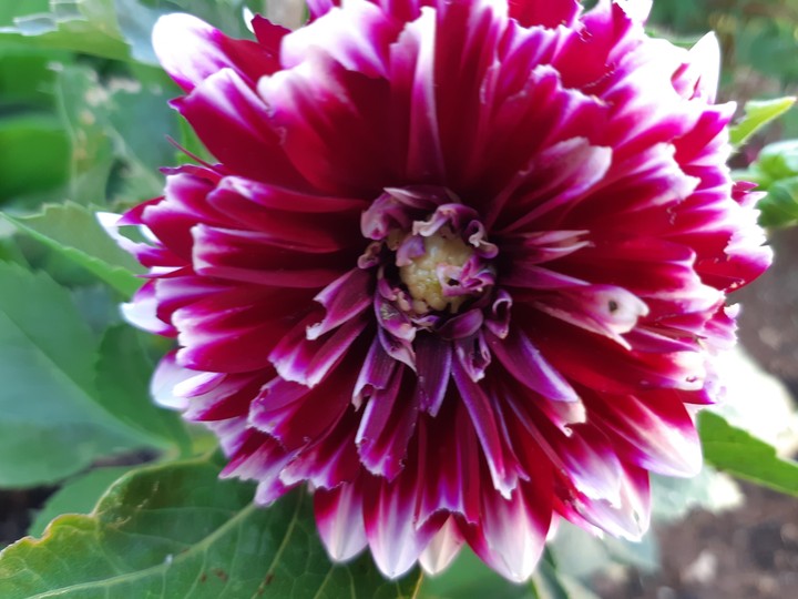 dahlia