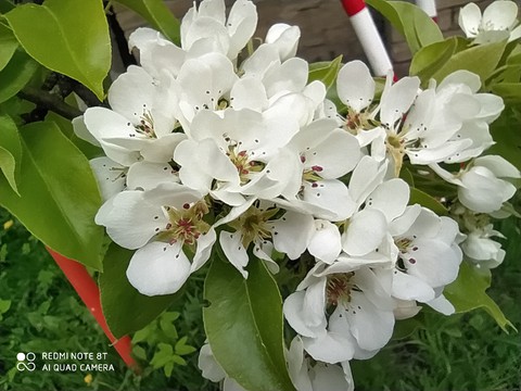 pear flowers???????