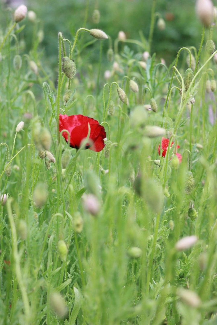 Poppy
