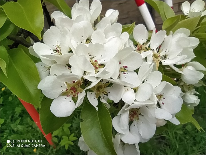 pear flowers???????