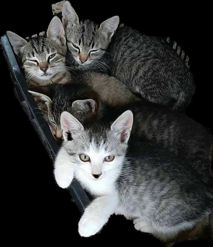 Kittens