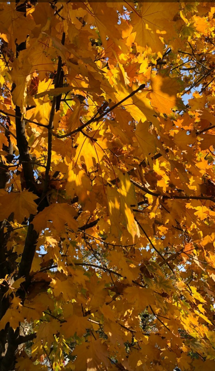 autumn