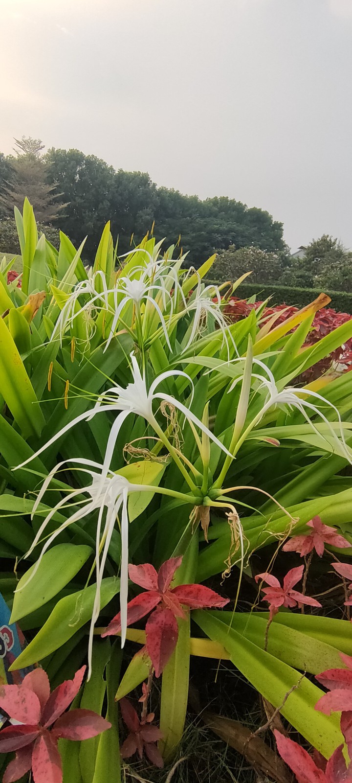 garden flowers