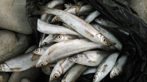 capelin, fish háttérképek