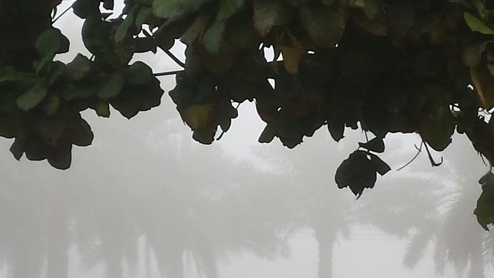 fog
