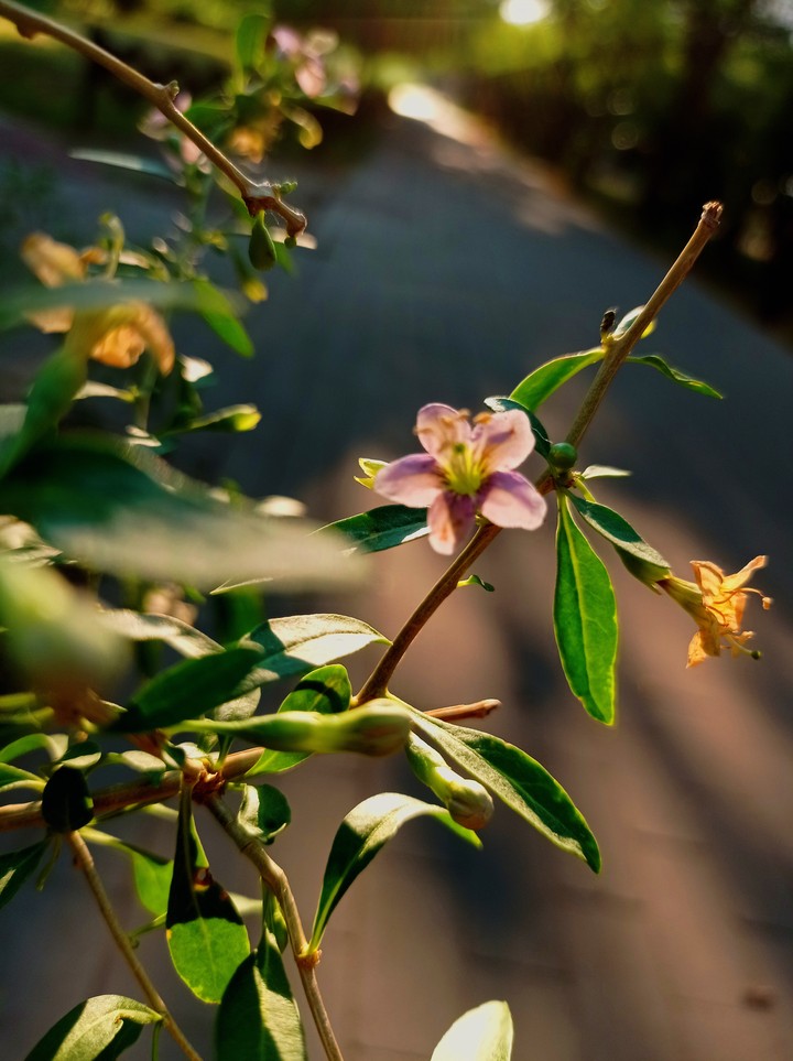 In the sunrays