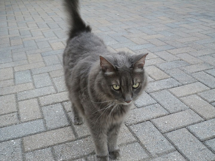 Striking Cat